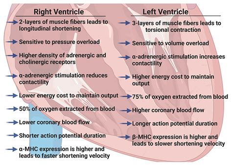 Left and right ventricular structure and function in subclinical 